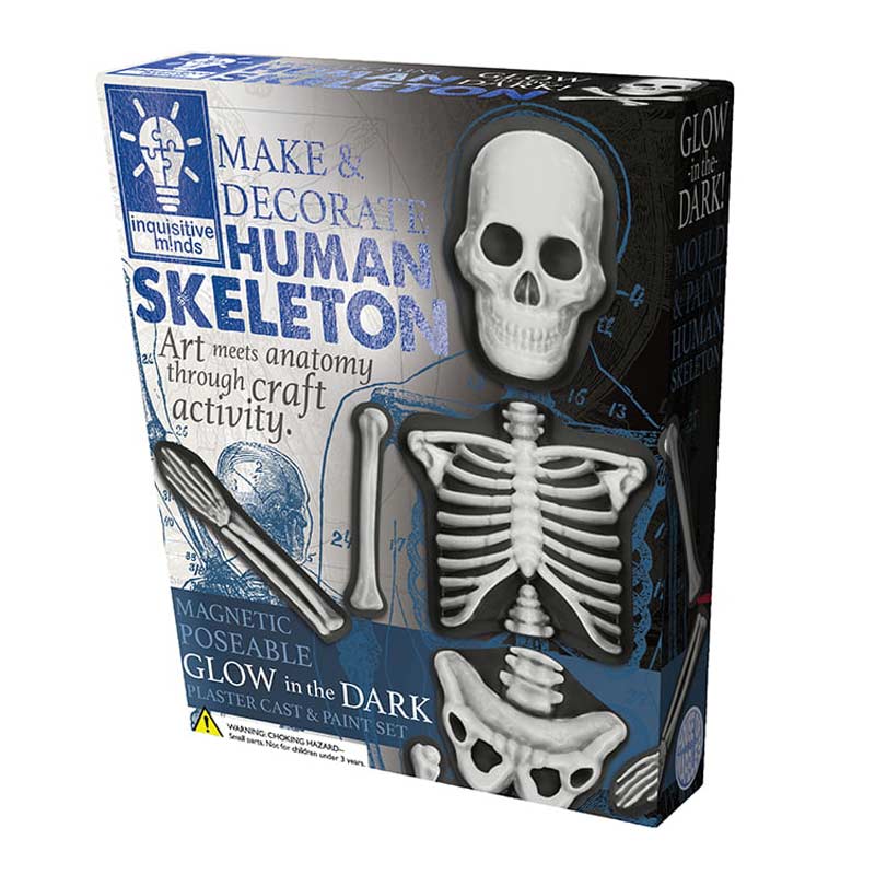 Mould & Paint Human Skeleton